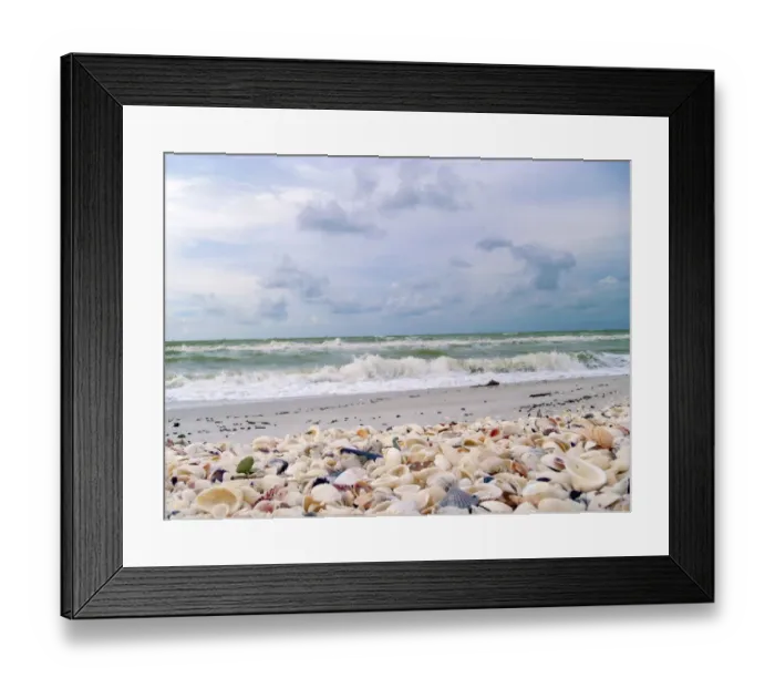 Framed Print : Bounty of Shells on Beaches of Sanibel Island, Florida, USA Framed Print : Bounty of Shells on Beaches of Sanibel Island, Florida, USA