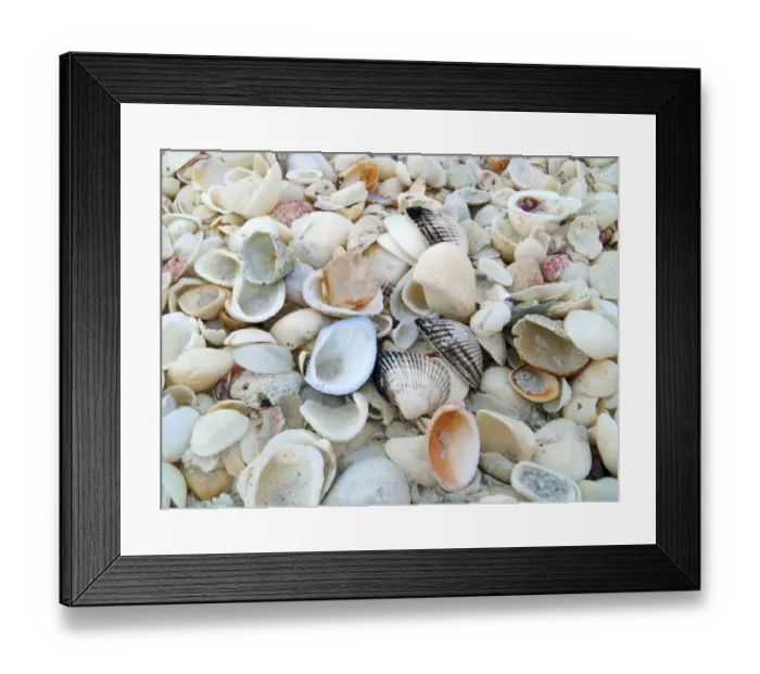 Framed Print : Bounty of Shells on Beaches of Sanibel Island, Florida, USA