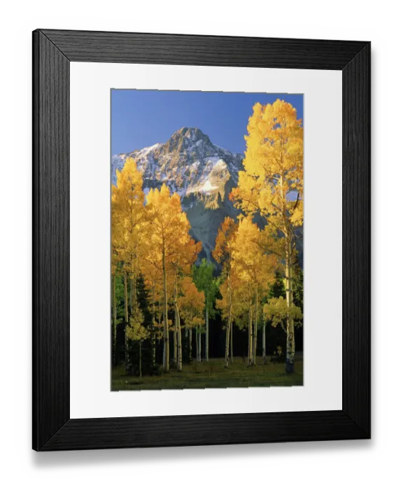 Framed Print : A mountain actually named unnamed 13334 flanked by Fall Aspen trees in Framed Print : A mountain actually named unnamed 13334 flanked by Fall Aspen trees in