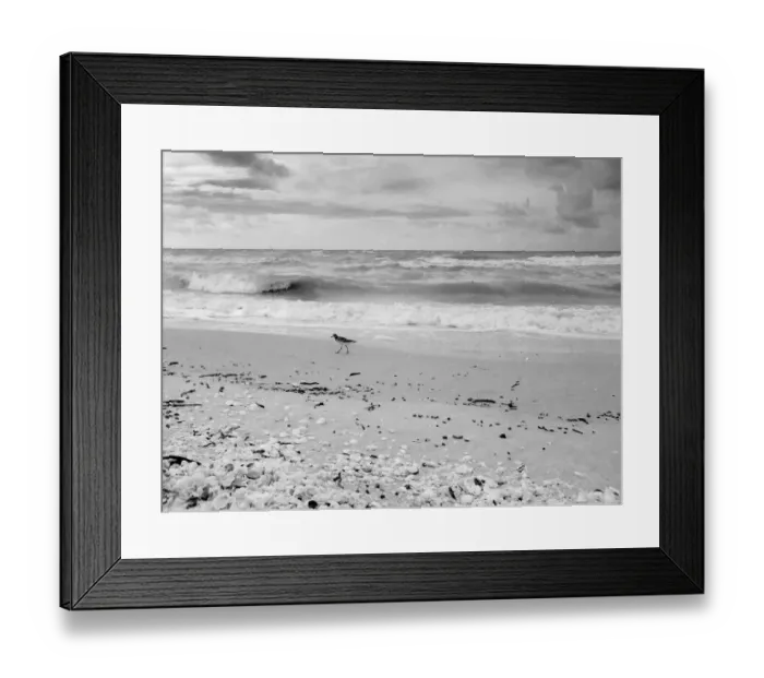 Framed Print : Black and white Beach, Sanibel Island, Florida, USA Framed Print : Black and white Beach, Sanibel Island, Florida, USA