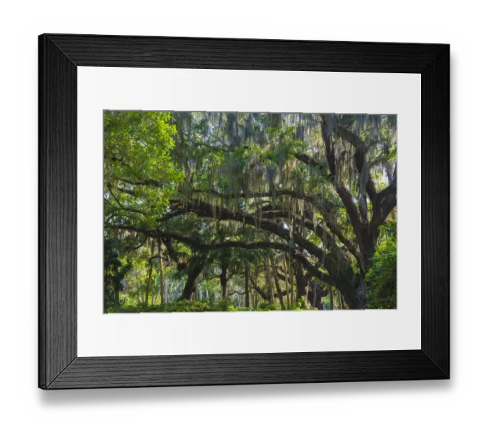 Framed Print : Florida, Tropical Garden with Palms and Living Oak covered in Spanish Moss Framed Print : Florida, Tropical Garden with Palms and Living Oak covered in Spanish Moss