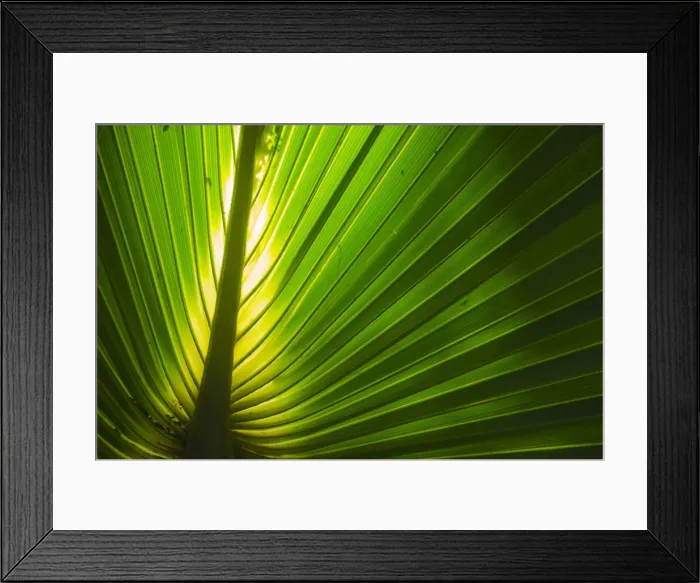 Framed Print : Florida, Backlit Palm Tree Leaf Framed Print : Florida, Backlit Palm Tree Leaf