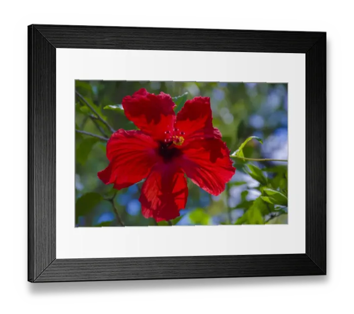 Framed Print : Florida, Hibiscus Flower Framed Print : Florida, Hibiscus Flower