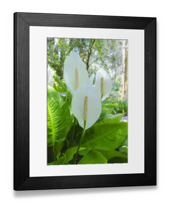 Framed Print : Florida, Peace Lily Framed Print : Florida, Peace Lily