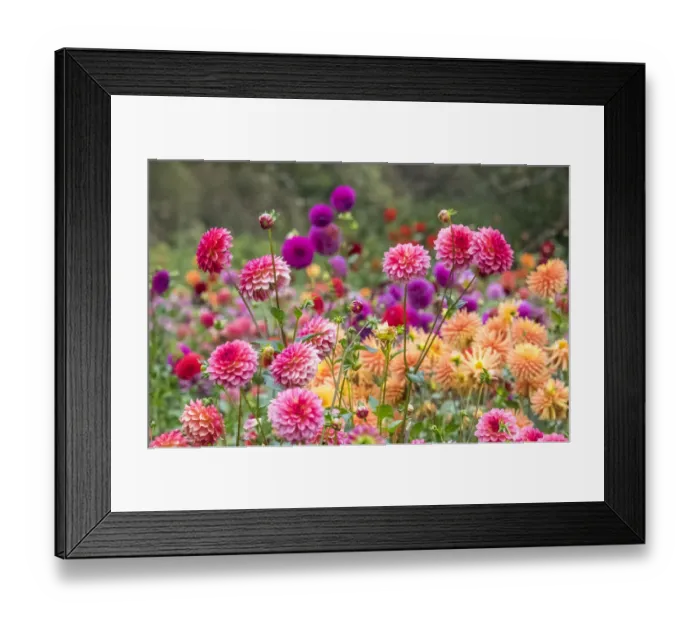 Framed Print : USA, Oregon, Canby, Swam Island Dahlias, Dahlia flower garden in full color Framed Print : USA, Oregon, Canby, Swam Island Dahlias, Dahlia flower garden in full color
