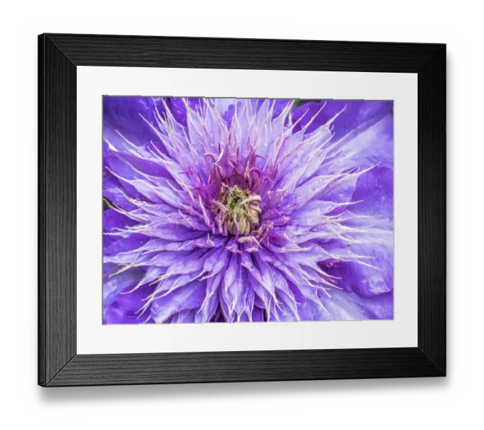Framed Print : USA, Oregon, Salem close-up of purple blooming Clematis flower Framed Print : USA, Oregon, Salem close-up of purple blooming Clematis flower