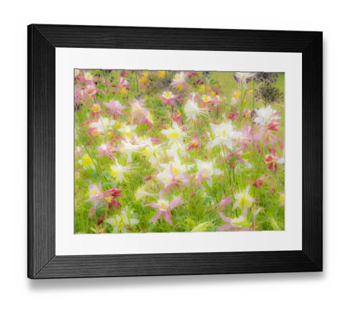 Framed Print : USA, Oregon, Salem, Columbine in display garden Framed Print : USA, Oregon, Salem, Columbine in display garden