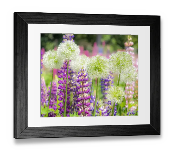 Framed Print : USA, Oregon, Salem, colorful garden with Russell Lupine and Allium in full bloom Framed Print : USA, Oregon, Salem, colorful garden with Russell Lupine and Allium in full bloom