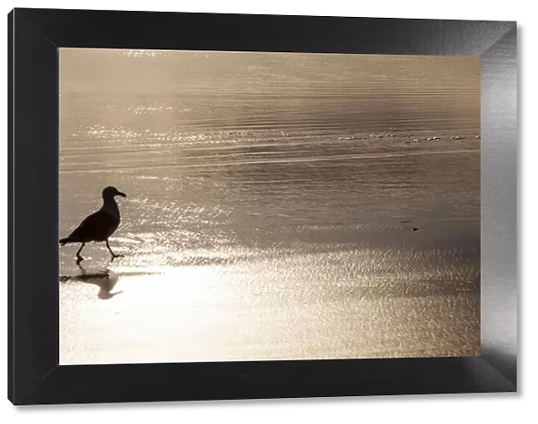 USA, Oregon Cannon Beach with seagull reflection in the sand at sunset