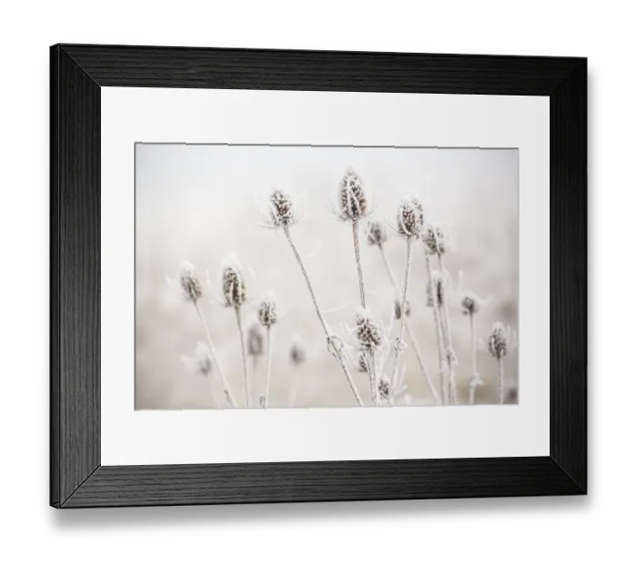 Framed Print : USA, Oregon, Eugene, mornings frost on teasel Framed Print : USA, Oregon, Eugene, mornings frost on teasel