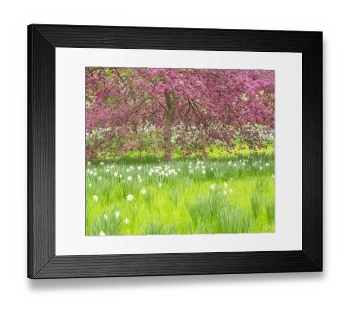Framed Print : USA, Pennsylvania, Wayne and Chanticleer Gardens springtime blooming crabapple