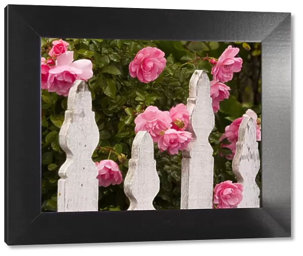 USA, Oregon, Cannon Beach with gardens and white picket fences and pink roses