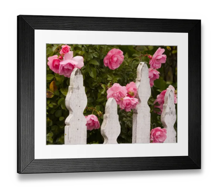 Framed Print : USA, Oregon, Cannon Beach with gardens and white picket fences and pink roses Framed Print : USA, Oregon, Cannon Beach with gardens and white picket fences and pink roses