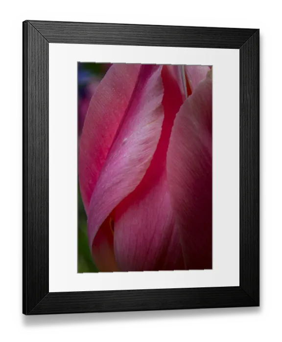 Framed Print : USA, Pennsylvania, Longwood Gardens. Tulip flower close-up Framed Print : USA, Pennsylvania, Longwood Gardens. Tulip flower close-up