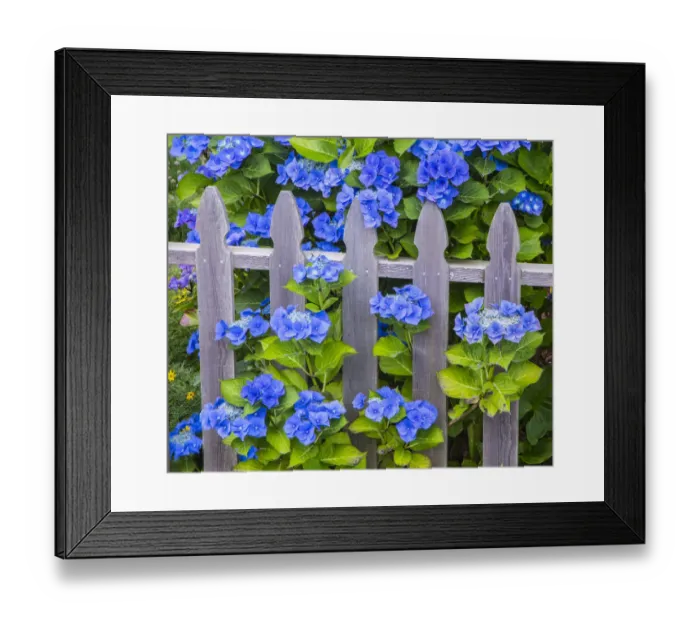 Framed Print : USA, Oregon, Cannon Beach, Northwest Hydrangea bloom Picket fence Framed Print : USA, Oregon, Cannon Beach, Northwest Hydrangea bloom Picket fence
