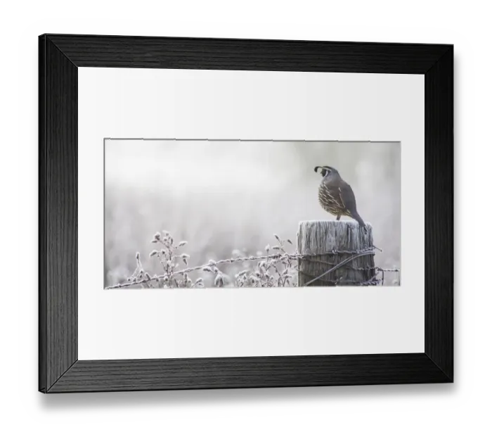 Framed Print : USA, Oregon, Eugene, mornings frost fence post and California Quail Framed Print : USA, Oregon, Eugene, mornings frost fence post and California Quail