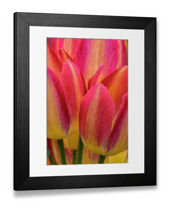 Framed Print : USA, Pennsylvania, Longwood Gardens. Tulip close-up. Credit as Framed Print : USA, Pennsylvania, Longwood Gardens. Tulip close-up. Credit as