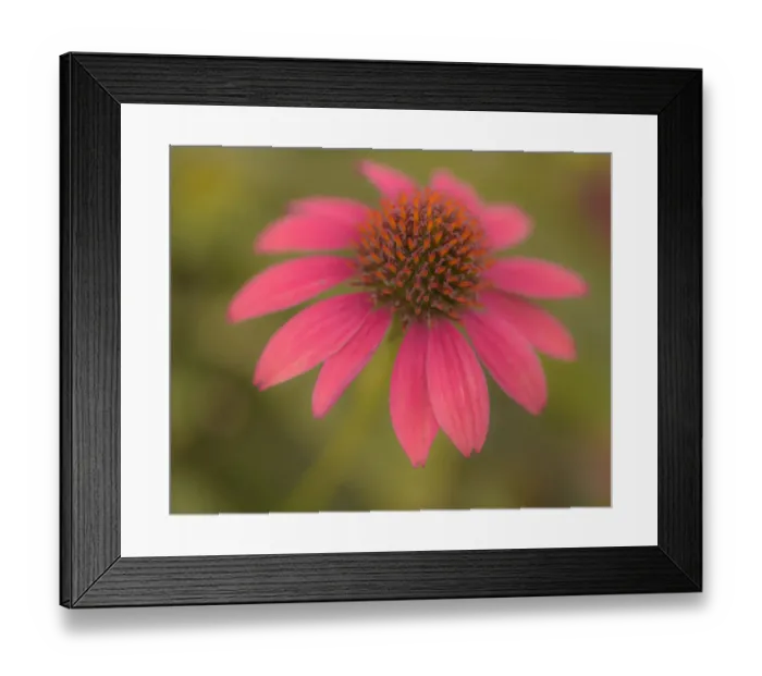Framed Print : USA, Pennsylvania, Longwood Gardens. Cornflower close-up Framed Print : USA, Pennsylvania, Longwood Gardens. Cornflower close-up