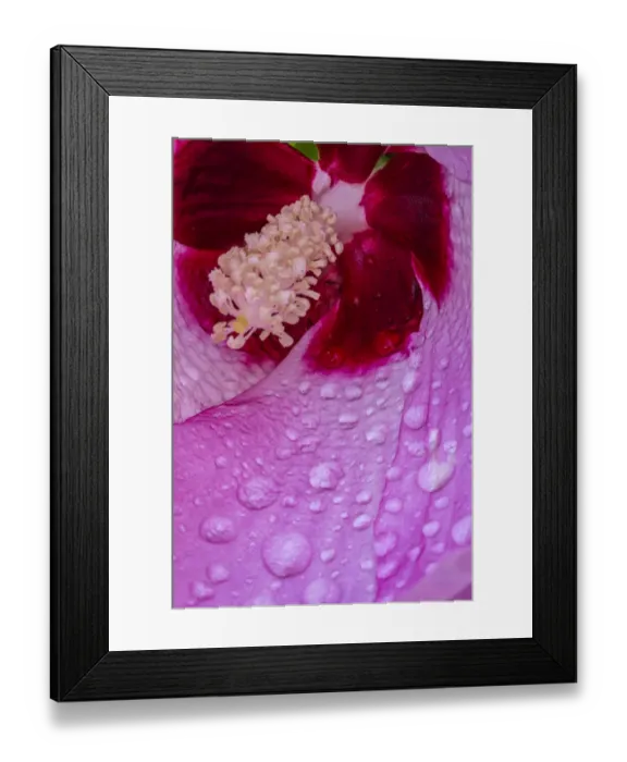Framed Print : USA, Pennsylvania, Longwood Gardens. Hibiscus flower interior Framed Print : USA, Pennsylvania, Longwood Gardens. Hibiscus flower interior