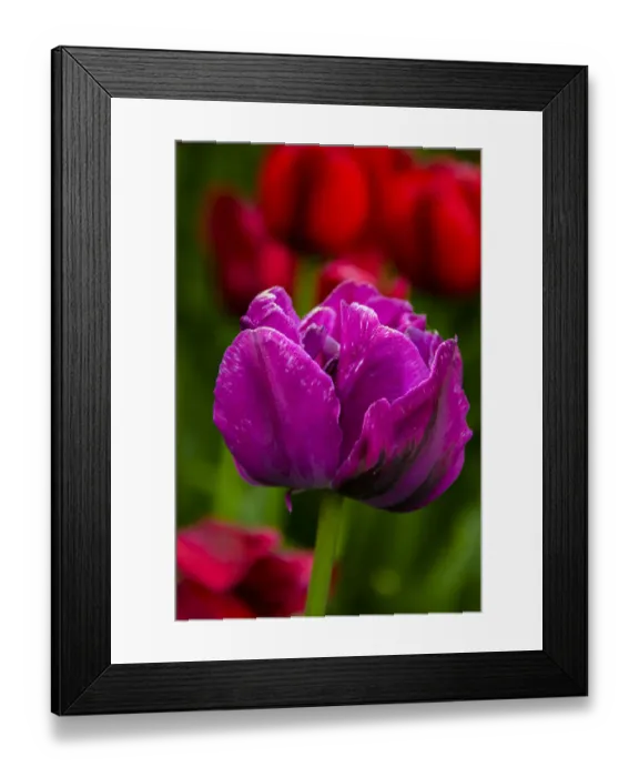 Framed Print : USA, Pennsylvania, Longwood Gardens. Tulip flower close-up Framed Print : USA, Pennsylvania, Longwood Gardens. Tulip flower close-up