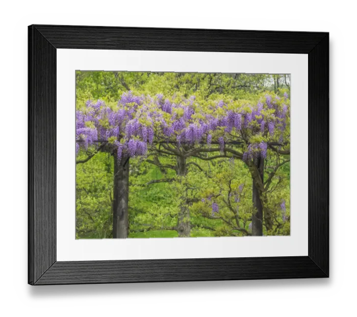 Framed Print : USA, Pennsylvania, Wayne and Chanticleer Gardens springtime flowering Wisteria vine Framed Print : USA, Pennsylvania, Wayne and Chanticleer Gardens springtime flowering Wisteria vine