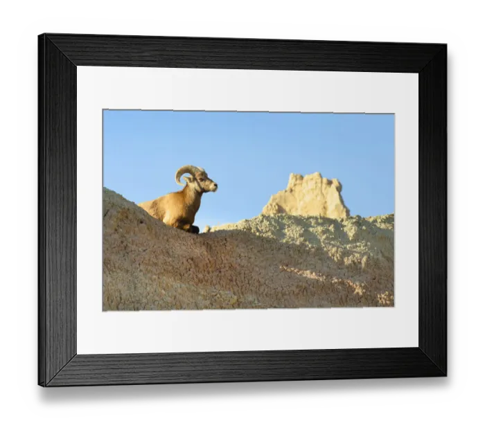 Framed Print : Rocky Mountain Bighorn Sheep (Ovis canadensis). Badlands National Park, South Dakota