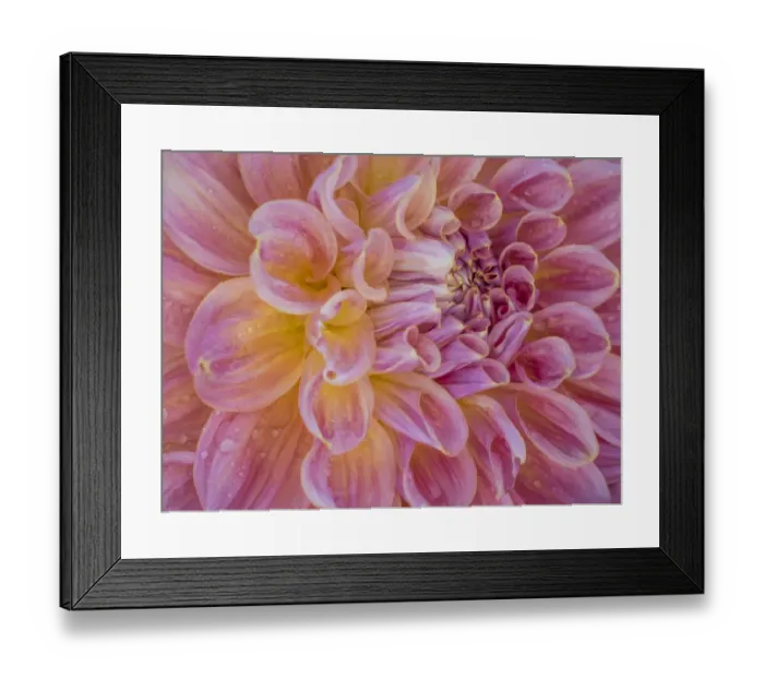 Framed Print : USA, Oregon, Canby, Swam Island Dahlias, Dahlia flower close-ups