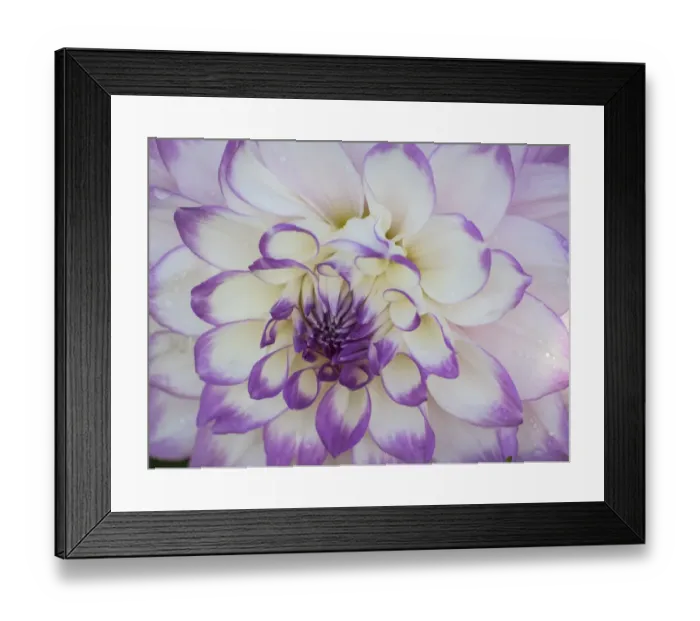 Framed Print : USA, Oregon, Canby, Swam Island Dahlias, Dahlia flower close-ups Framed Print : USA, Oregon, Canby, Swam Island Dahlias, Dahlia flower close-ups
