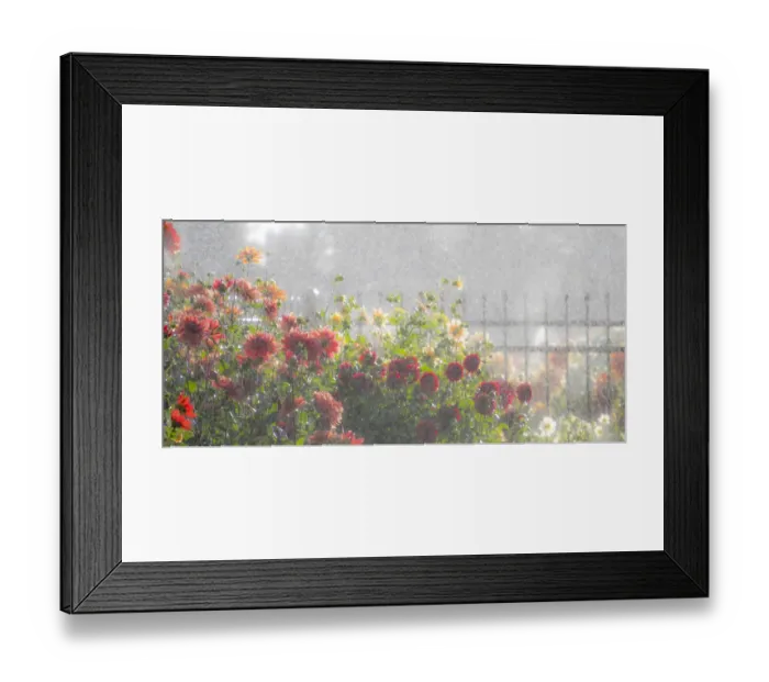 Framed Print : USA, Oregon, Canby, Swam Island Dahlias, water coming down on flowers Framed Print : USA, Oregon, Canby, Swam Island Dahlias, water coming down on flowers