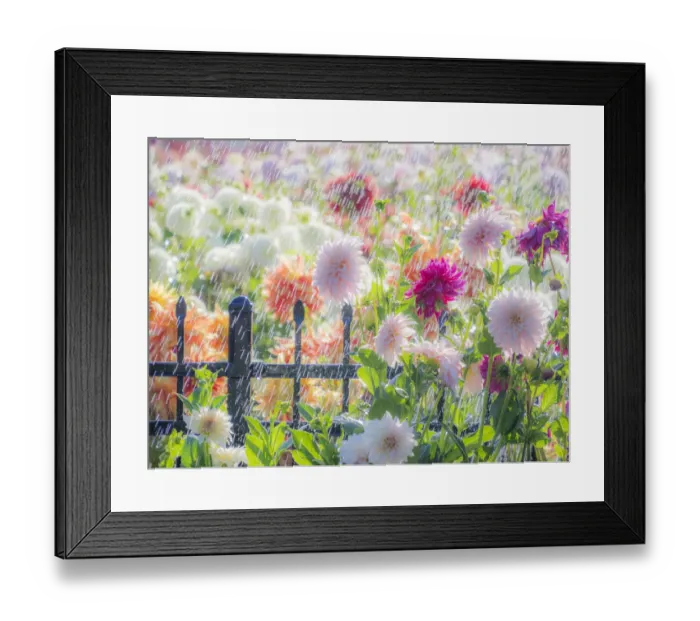 Framed Print : USA, Oregon, Canby, Swan Island Dahlias, water coming down on flowers Framed Print : USA, Oregon, Canby, Swan Island Dahlias, water coming down on flowers