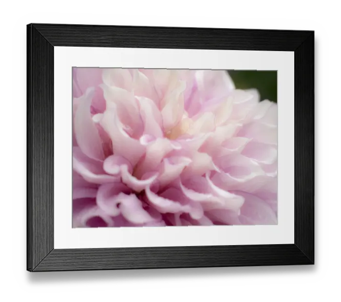 Framed Print : USA, Oregon, Canby, Swan Island Dahlia farm with close-ups of flowering Dahlia Framed Print : USA, Oregon, Canby, Swan Island Dahlia farm with close-ups of flowering Dahlia