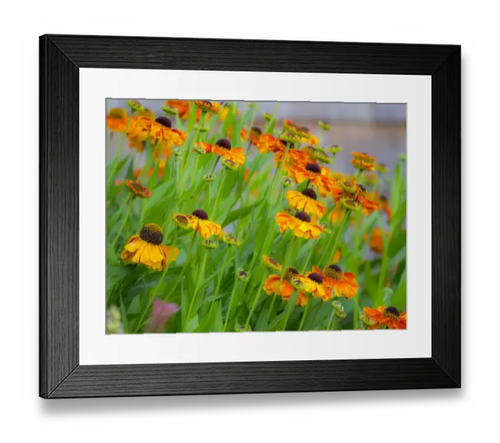 Framed Print : USA, Oregon, Canby, Swan Island Dahlias garden summertime with display of Sneeze weed Framed Print : USA, Oregon, Canby, Swan Island Dahlias garden summertime with display of Sneeze weed