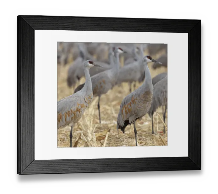 Framed Print : Sandhill Cranes gathered, in the corn fields of Bernardo Wildlife Area Framed Print : Sandhill Cranes gathered, in the corn fields of Bernardo Wildlife Area
