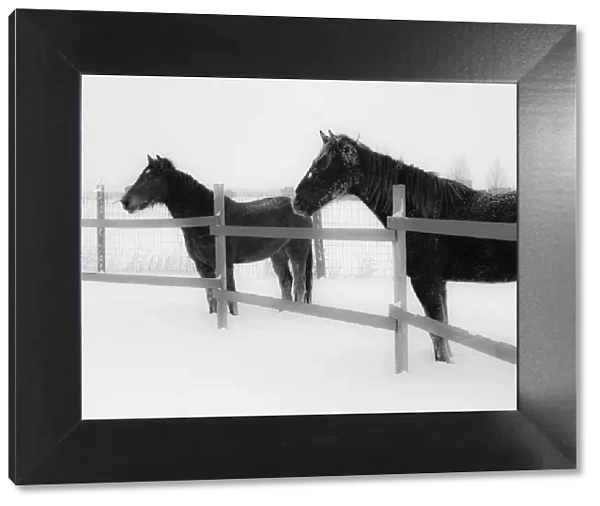 Horses in standing in snowy weather, Edgewood, New Mexico