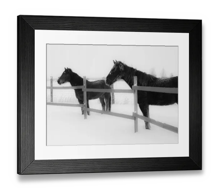 Framed Print : Horses in standing in snowy weather, Edgewood, New Mexico Framed Print : Horses in standing in snowy weather, Edgewood, New Mexico
