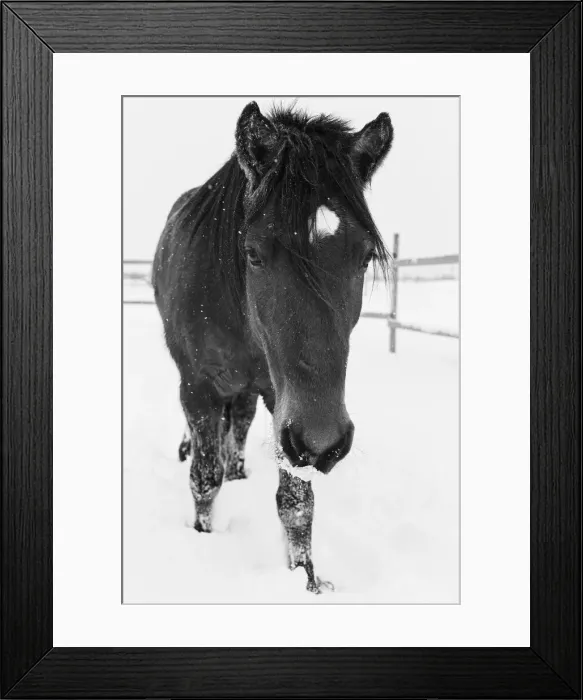 Framed Print : Dakotas first winter, Edgewood, New Mexico