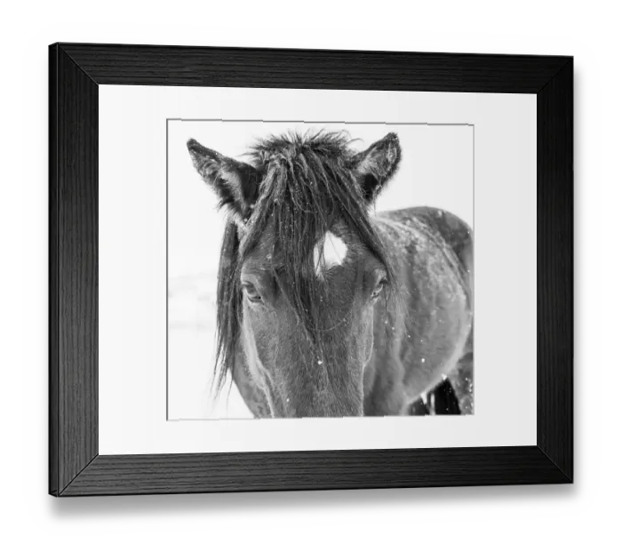 Framed Print : Horse in standing in snowy weather, Edgewood, New Mexico Framed Print : Horse in standing in snowy weather, Edgewood, New Mexico