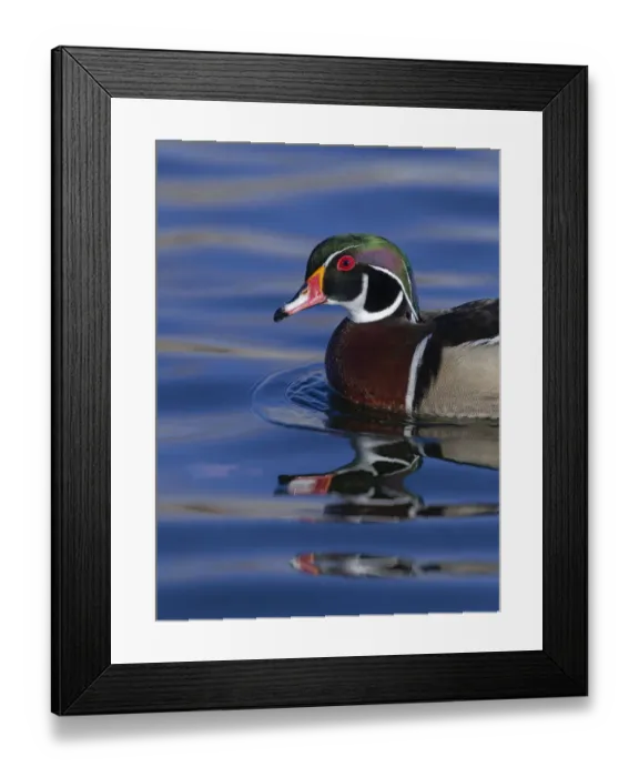 Framed Print : Wood duck drake in perfect coloration, New Mexico