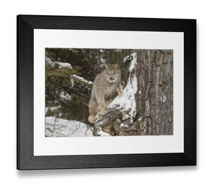 Framed Print : Canada lynx in winter, Lynx canadensis, controlled situation Framed Print : Canada lynx in winter, Lynx canadensis, controlled situation
