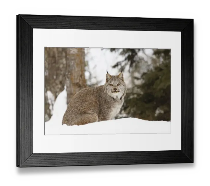 Framed Print : Canada lynx in winter, Lynx canadensis, controlled situation Framed Print : Canada lynx in winter, Lynx canadensis, controlled situation