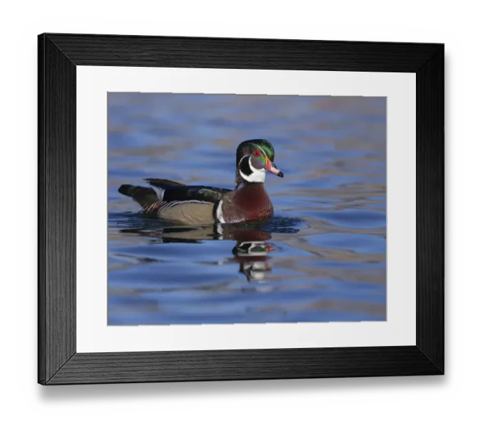 Framed Print : Wood duck drake in perfect coloration, New Mexico Framed Print : Wood duck drake in perfect coloration, New Mexico