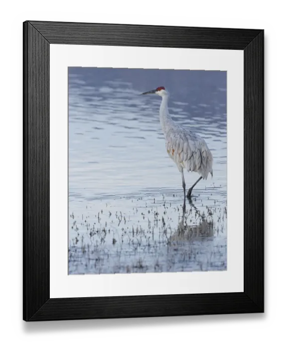Framed Print : Sandhill crane, Bosque del Apache National Wildlife Refuge, New Mexico