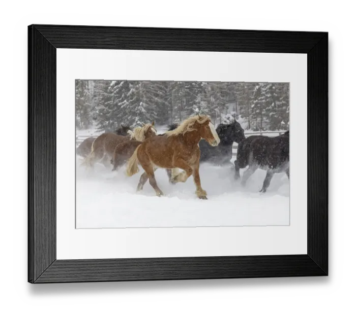 Framed Print : Rodeo horses running during winter roundup, Kalispell, Montana