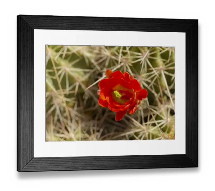 Framed Print : Claret-cup cactus just opening, Echinocereus coccineus, Albuquerque Golden Openspace Framed Print : Claret-cup cactus just opening, Echinocereus coccineus, Albuquerque Golden Openspace