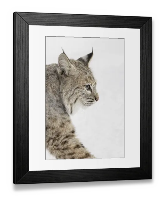 Framed Print : Bobcat in snow, Lynx rufus, controlled situation, Montana Framed Print : Bobcat in snow, Lynx rufus, controlled situation, Montana