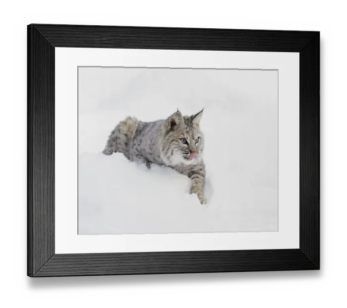 Framed Print : Bobcat in snow, Lynx rufus, controlled situation, Montana Framed Print : Bobcat in snow, Lynx rufus, controlled situation, Montana