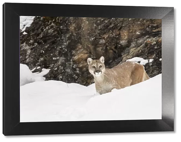 Cougar or Mountain Lion in deep winter snow, Puma concolor, controlled situation