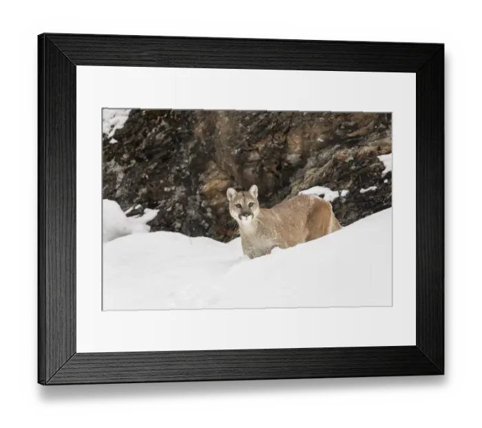 Framed Print : Cougar or Mountain Lion in deep winter snow, Puma concolor, controlled situation Framed Print : Cougar or Mountain Lion in deep winter snow, Puma concolor, controlled situation