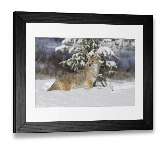 Framed Print : Coyote in deep winter snow, Canis latrans, controlled situation, Montana Framed Print : Coyote in deep winter snow, Canis latrans, controlled situation, Montana