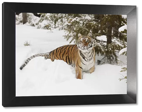 Siberian tiger in deep winter snow, Panthera tigris tigris, controlled situation, Montana